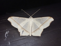 Chiasmia majestica