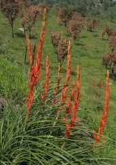 Pitcairnia