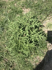 Prionosciadium thapsoides