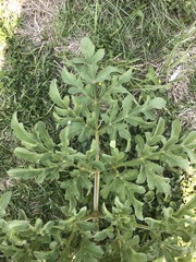 Prionosciadium thapsoides