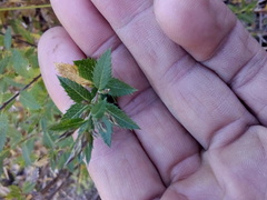 Loeselia purpusii