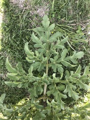 Prionosciadium thapsoides