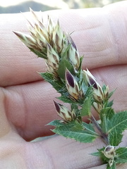 Loeselia purpusii