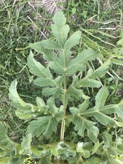Prionosciadium thapsoides