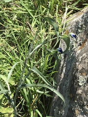 Commelina dianthifolia