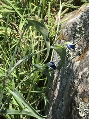 Commelina dianthifolia