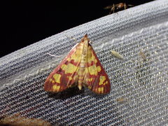 Stenochora lancinalis