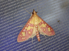 Stenochora lancinalis