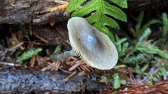 Nitida