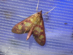 Stenochora lancinalis