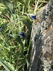 Commelina dianthifolia