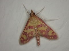 Stenochora lancinalis