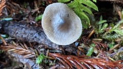 Nitida