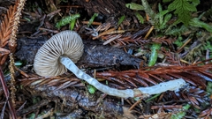 Nitida