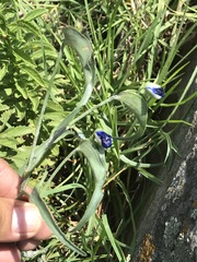 Commelina dianthifolia