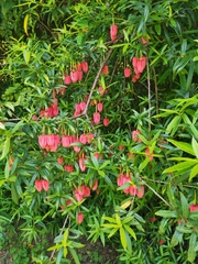 Crinodendron hookerianum