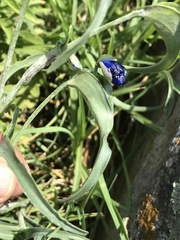 Commelina dianthifolia