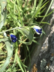 Commelina dianthifolia