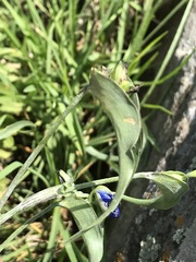Commelina dianthifolia