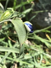 Commelina dianthifolia