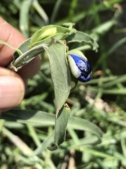 Commelina dianthifolia