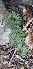 Dryopteris bissetiana