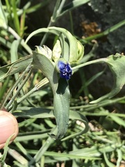 Commelina dianthifolia