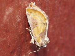 Chalcopasta fulgens