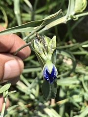 Commelina dianthifolia