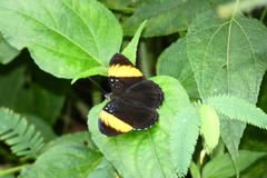 Adelpha lycorias melanthe image