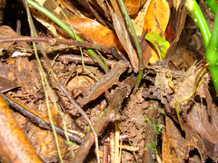 Anolis humilis