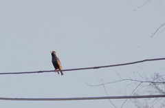 Sturnus vulgaris