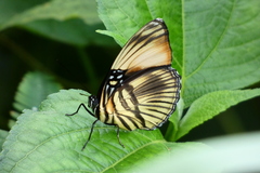 Adelpha melanthe