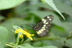 Dismorphia eunoe desine