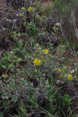 Berkheya heterophylla radiata
