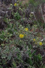 Berkheya heterophylla radiata
