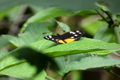 Dismorphia eunoe desine