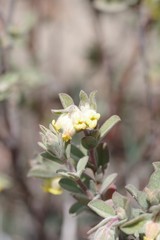 Hermannia hyssopifolia