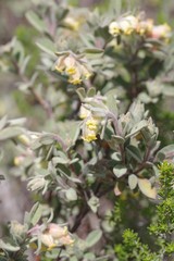 Hermannia hyssopifolia