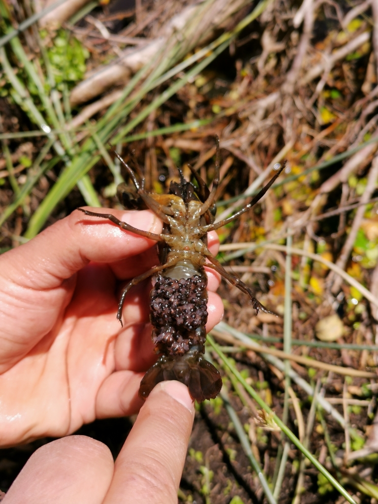 River Crayfish