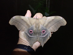 Pseudimbrasia deyrollei