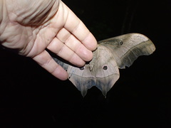 Pseudimbrasia deyrollei