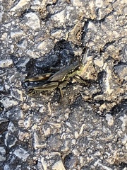 Melanoplus femurrubrum