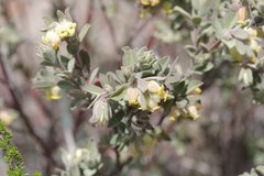 Hermannia hyssopifolia