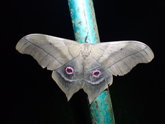 Pseudimbrasia deyrollei