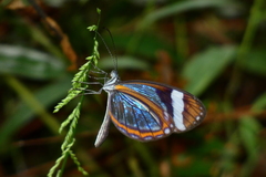 Dismorphia theucharila fortunata