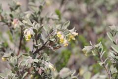 Hermannia hyssopifolia