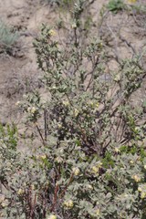 Hermannia hyssopifolia