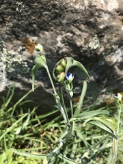 Commelina dianthifolia