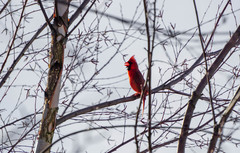 Cardinalis cardinalis